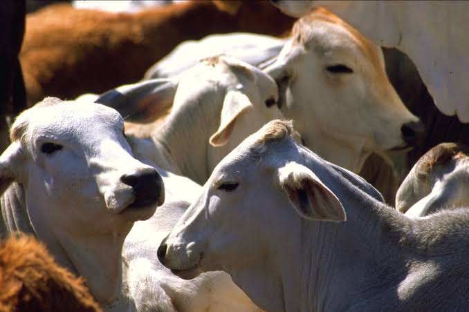 No hay casos de rabia bovina en Puebla 