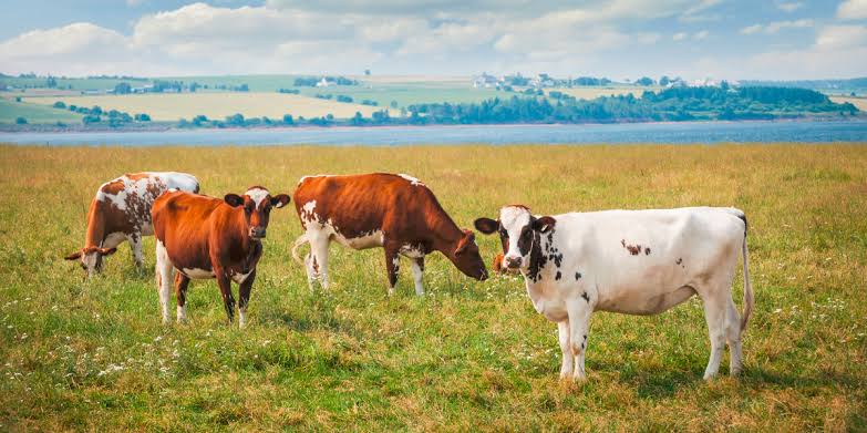 No hay casos de rabia bovina en Puebla 