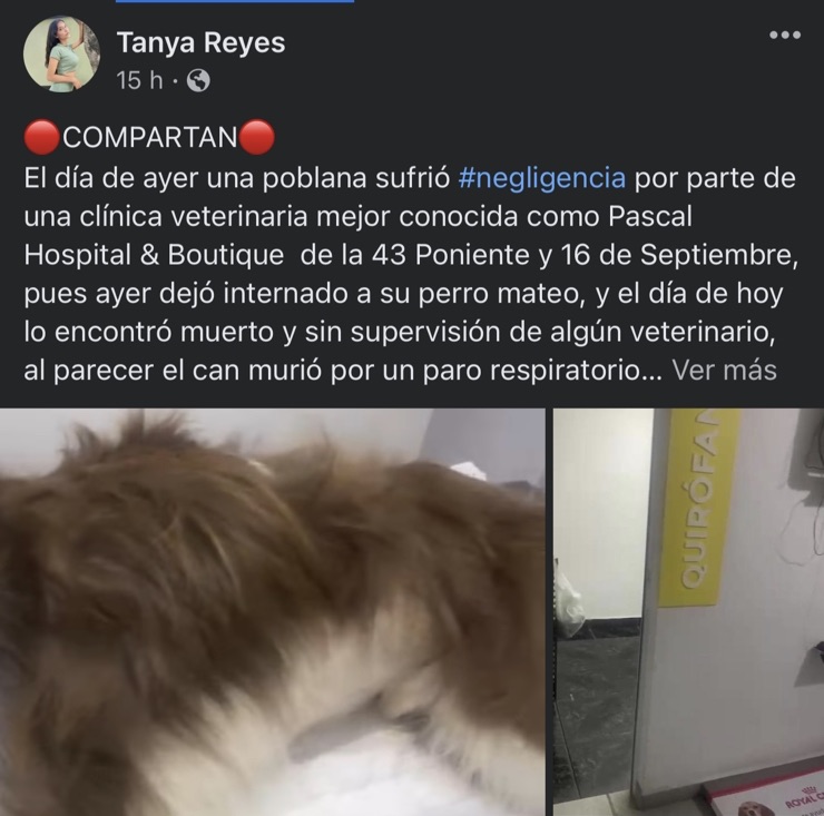 Clínica veterinaria acusada de matar a perrito en Puebla