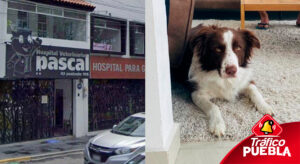 Clínica veterinaria acusada de matar a perrito en Puebla