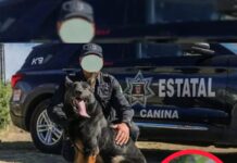 Perrita policía muere en patrulla en Aguascalientes