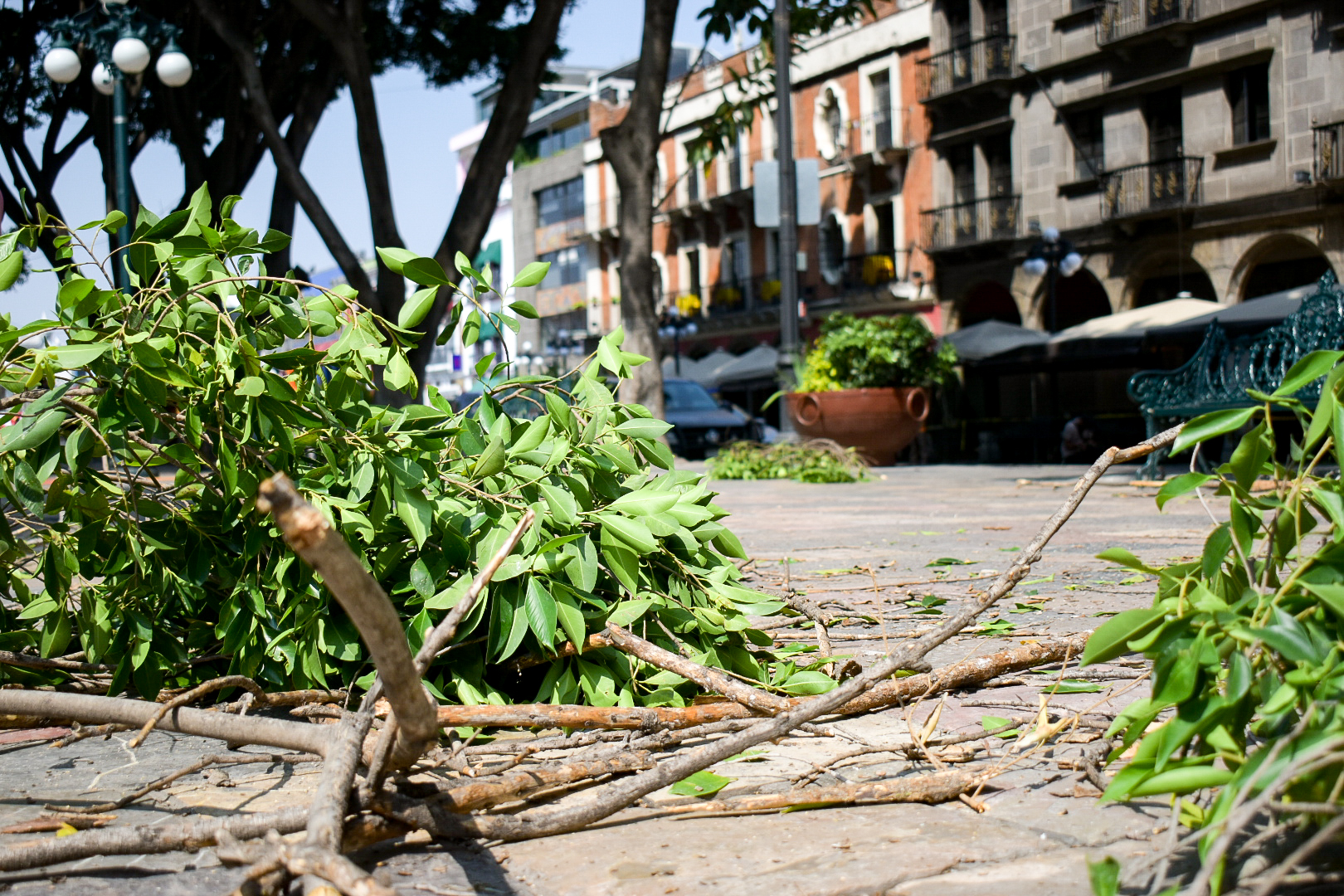 Árboles de la capital enfermos por plagas debido al calentamiento global