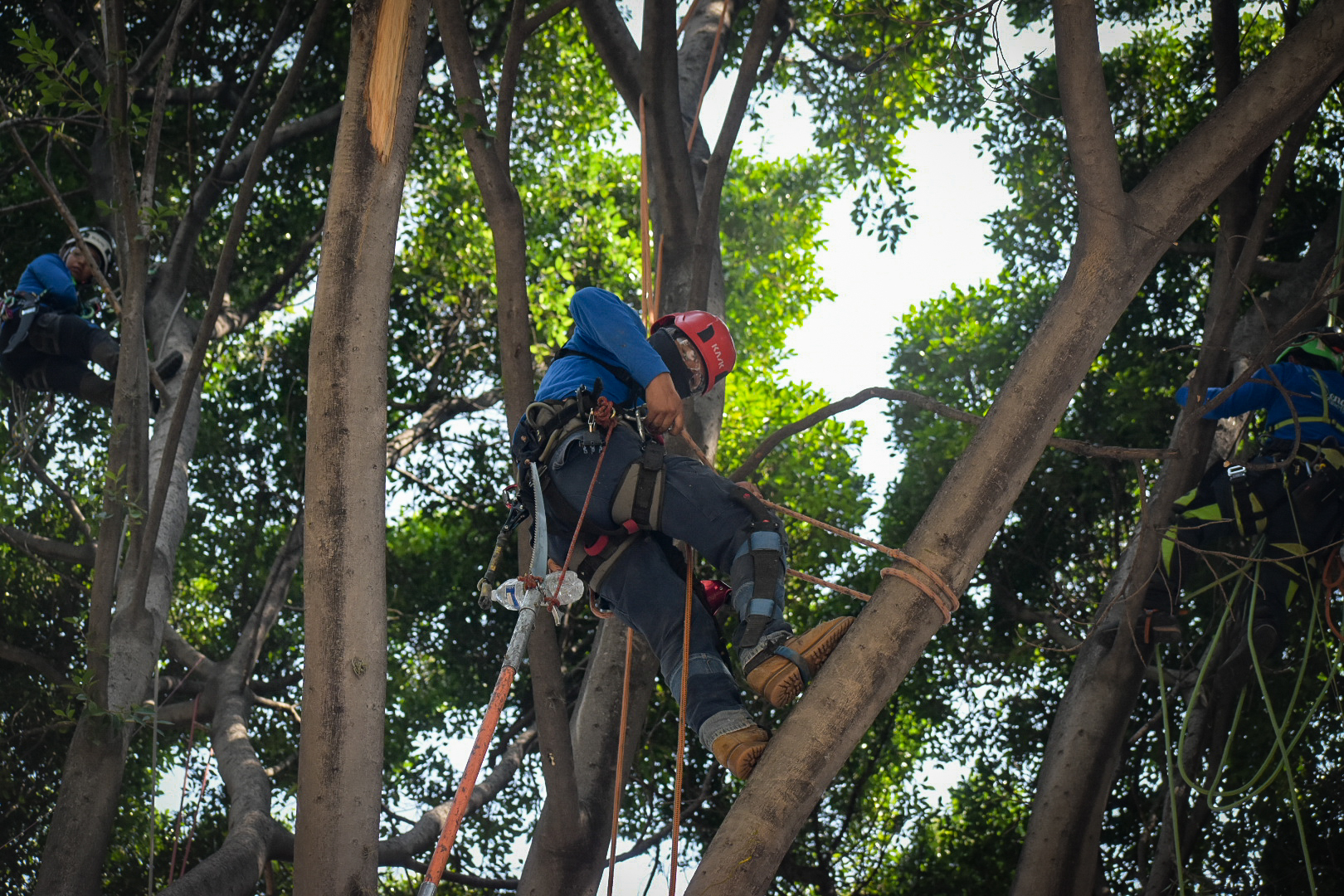 Árboles de la capital enfermos por plagas debido al calentamiento global