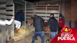 Rescatan a caballo que fue brutalmente golpeado en Coronango