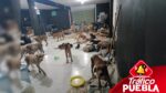 Cachorrilandia también ha mantenido a la comunidad informada sobre las condiciones de los animales a través de actualizaciones en redes sociales