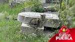 Desde hace varios años, un creciente número de gatos habitan el Panteón Municipal de Puebla capital fruto del abandono y la falta de labores de esterilización