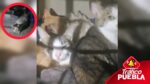  Más de 60 gatos fueron rescatados de maltrato animal en un presunto albergue felino llamado "Michigan", que operaba en la zona de Amozoc.