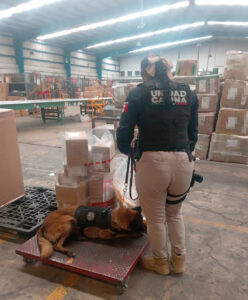 Decomisan 16 kilogramos de presunto narcóticos en San Jerónimo Caleras Inspección