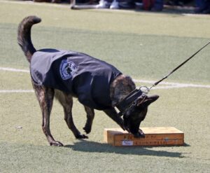 Omar Muñoz encabezó la exhibición canófila en Cuautlancingo Perro