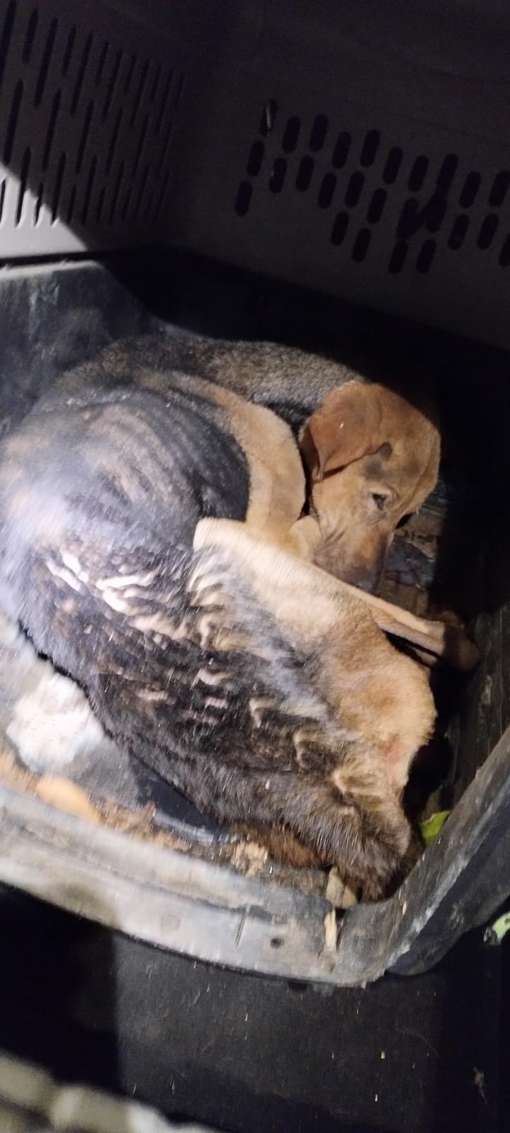 Rescatan a perrito arrojado a barranca en Nueva Resurrección tras ser maltratado por sus dueños