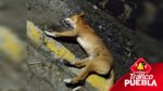 ¡Una más! Envenenaron a varios perritos en Puebla