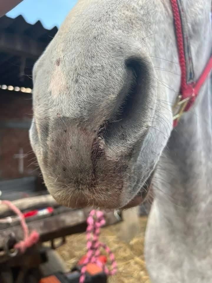 Danzante golpeó con mosquetón a caballo en Huejotzingo_foto1