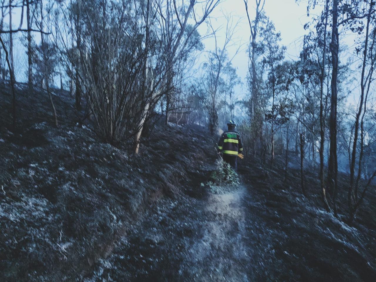 Quienes provoquen incendios forestales