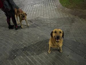 Gobierno de Puebla refuerza acciones contra el maltrato animal en Tehuacán y Nicolás Bravo Mascotas