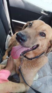 Gobierno de Puebla refuerza acciones contra el maltrato animal en Tehuacán y Nicolás Bravo Perro