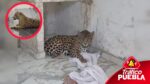 Rescataron a un jaguar de un vivienda en San Jerónimo Caleras