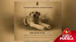"Huesitos" el perrito agredido en Miahuatlán murió de cáncer