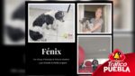 Fenix el perrito que era mascota de los agresores del joven frutero en Tehuacán