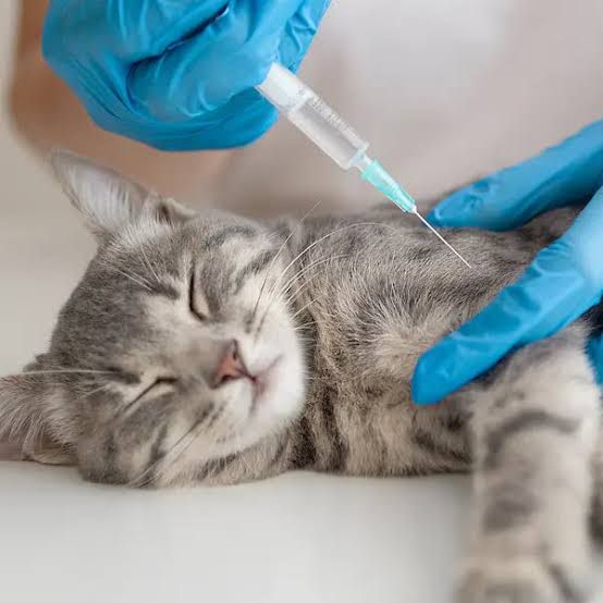 Reforzó el bienestar animal con jornadas gratuitas