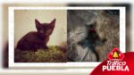 Vincularon a proceso a sujeto por crueldad animal en Puebla