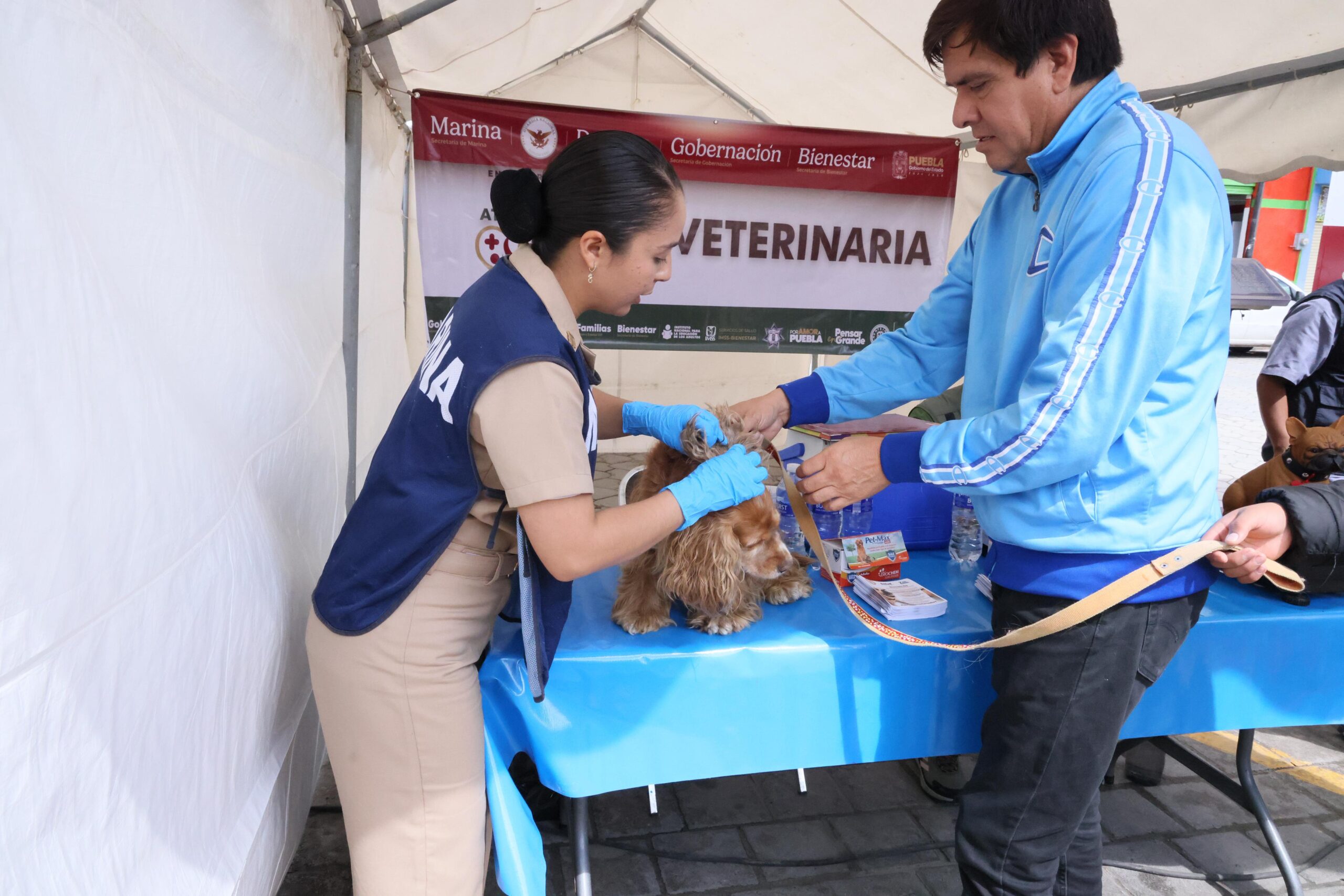 Feria por la Paz impulsa bienestar y seguridad en Acatzingo Mascotas