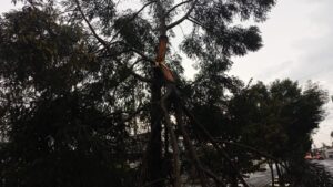 Fuertes lluvias dejan afectaciones en Puebla Capital y municipios cercanos Caída de árbol