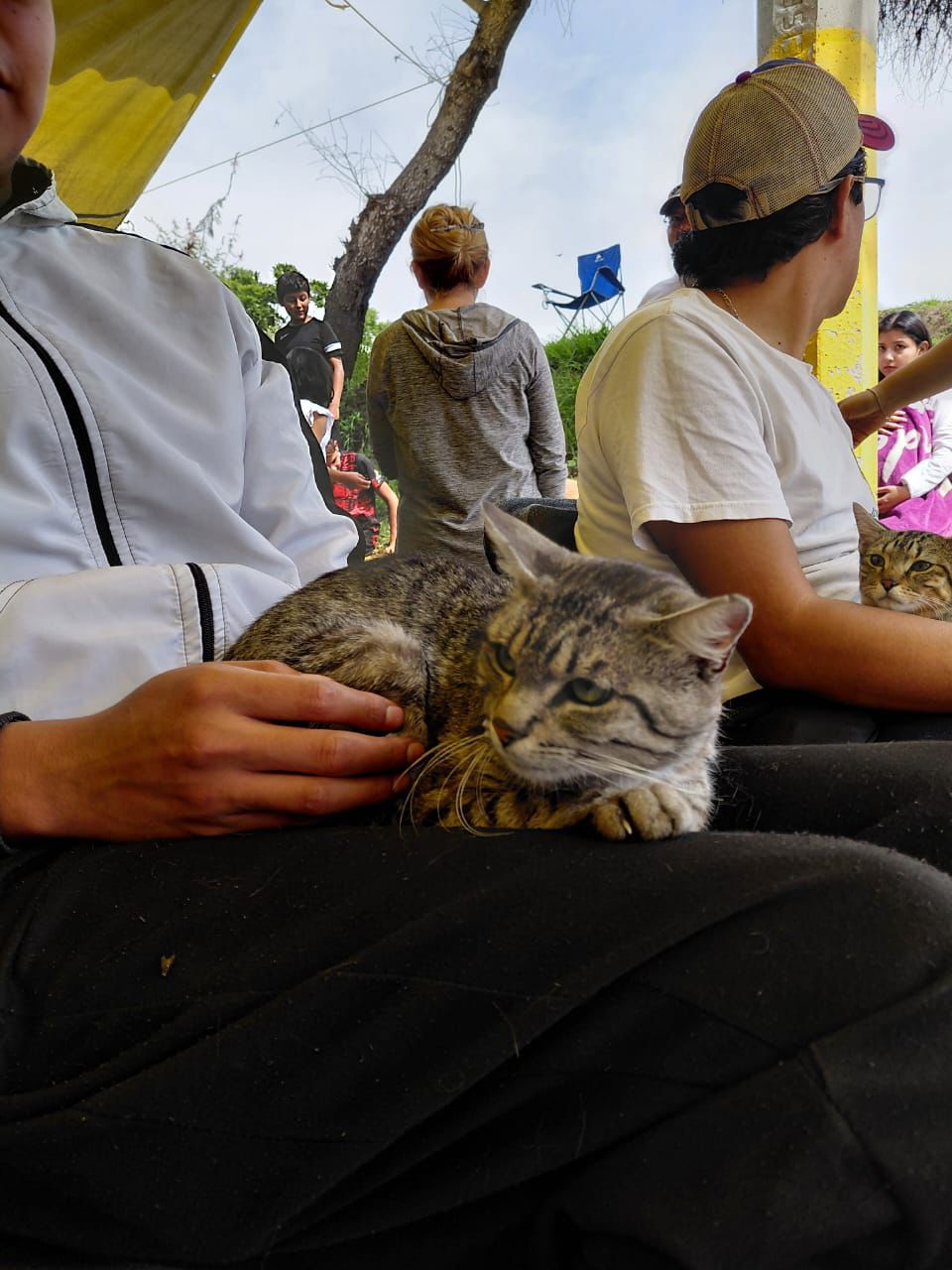 Puebla impulsa jornadas gratuitas para el bienestar animal y la salud pública gato