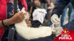 Realizan jornadas de protección animal en colonias del sur de Puebla