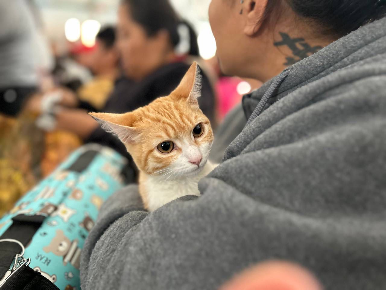 Realizan jornadas de protección animal en colonias del sur de Puebla Gato