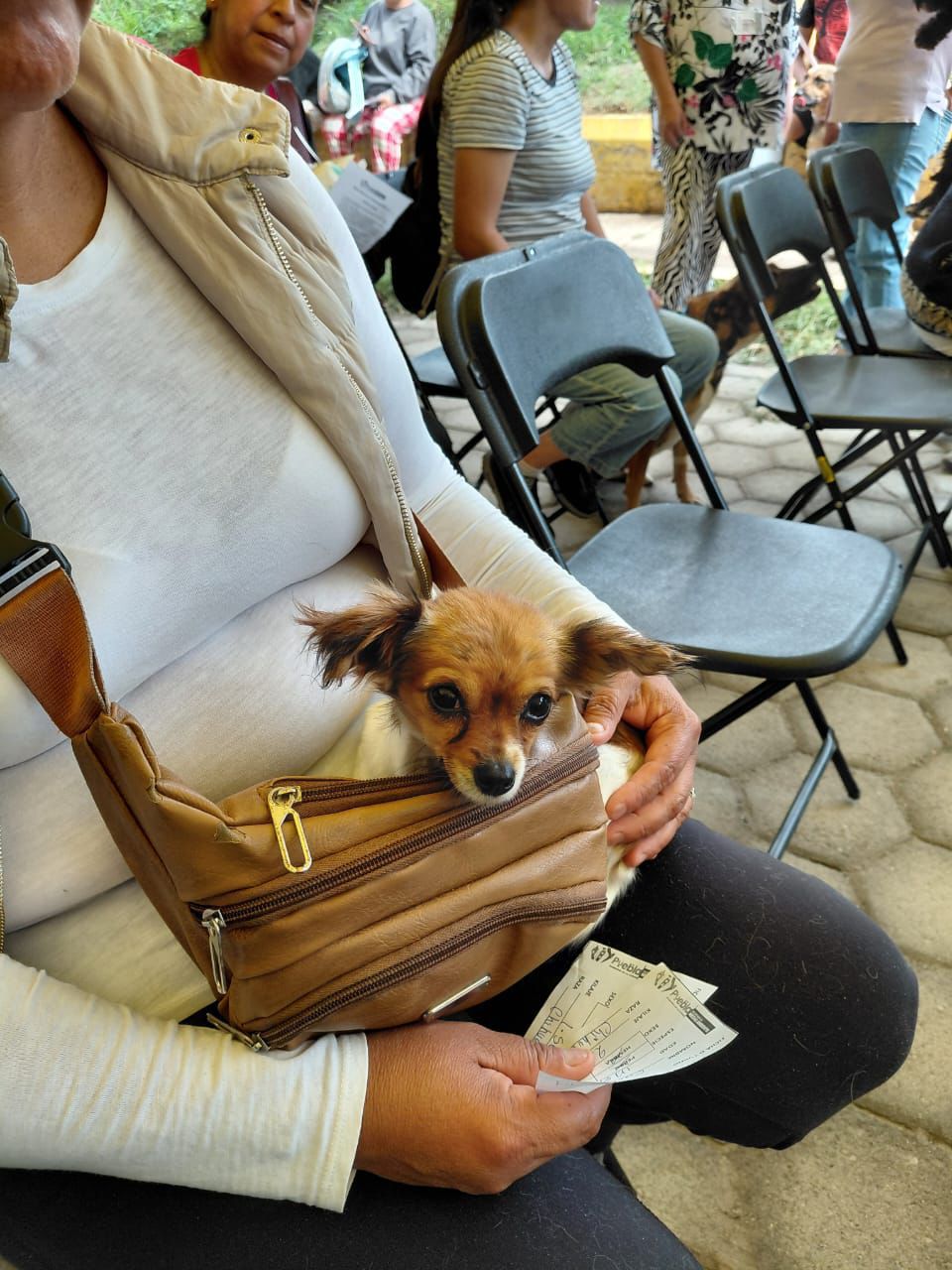 Realizan jornadas de protección animal en colonias del sur de Puebla Perro