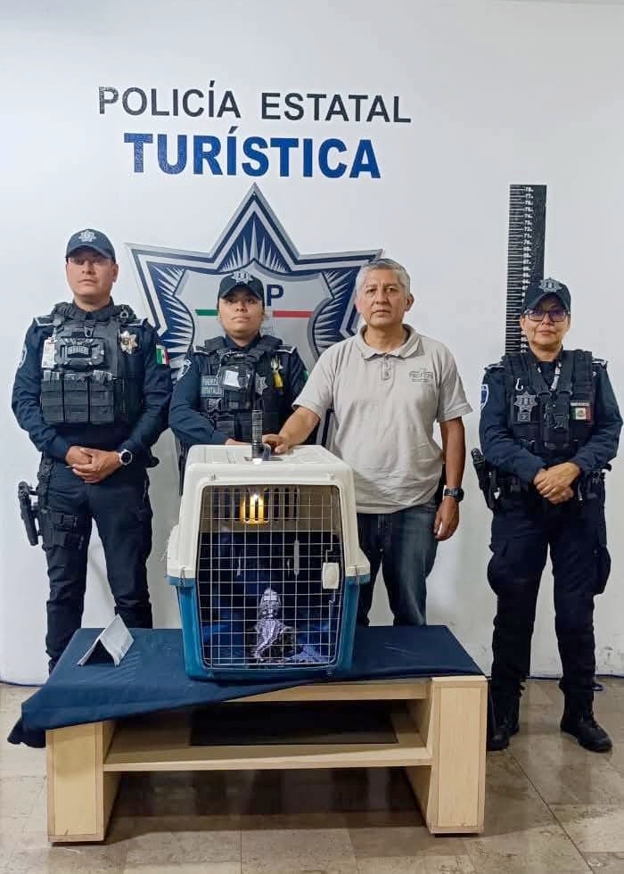 Rescataron cocodrilo que estaba dentro de una mochila en Puebla_foto2