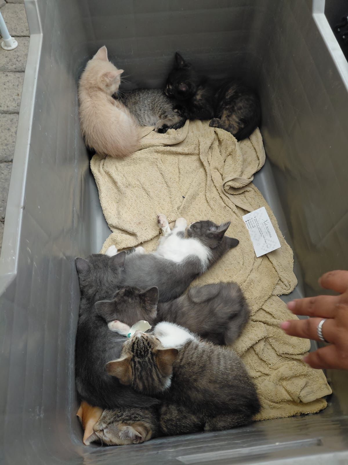Impulsan Jornadas de Bienestar Animal en varias colonias de la ciudad
