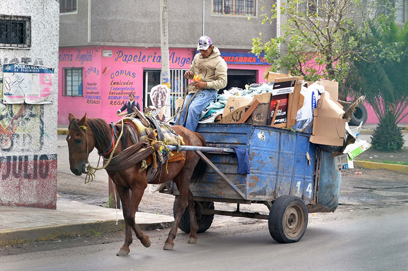 Prohíben el uso de animales para recolección de basura en San Martín Texmelucan