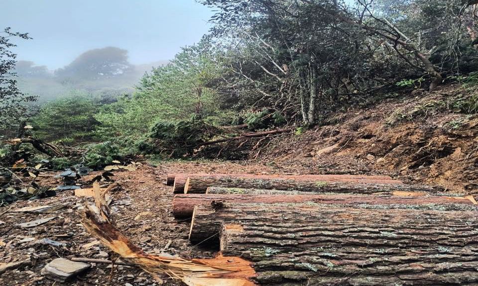 Detienen a tres hombres por tala ilegal en Zitlalcuautla, Tetela de Ocampo