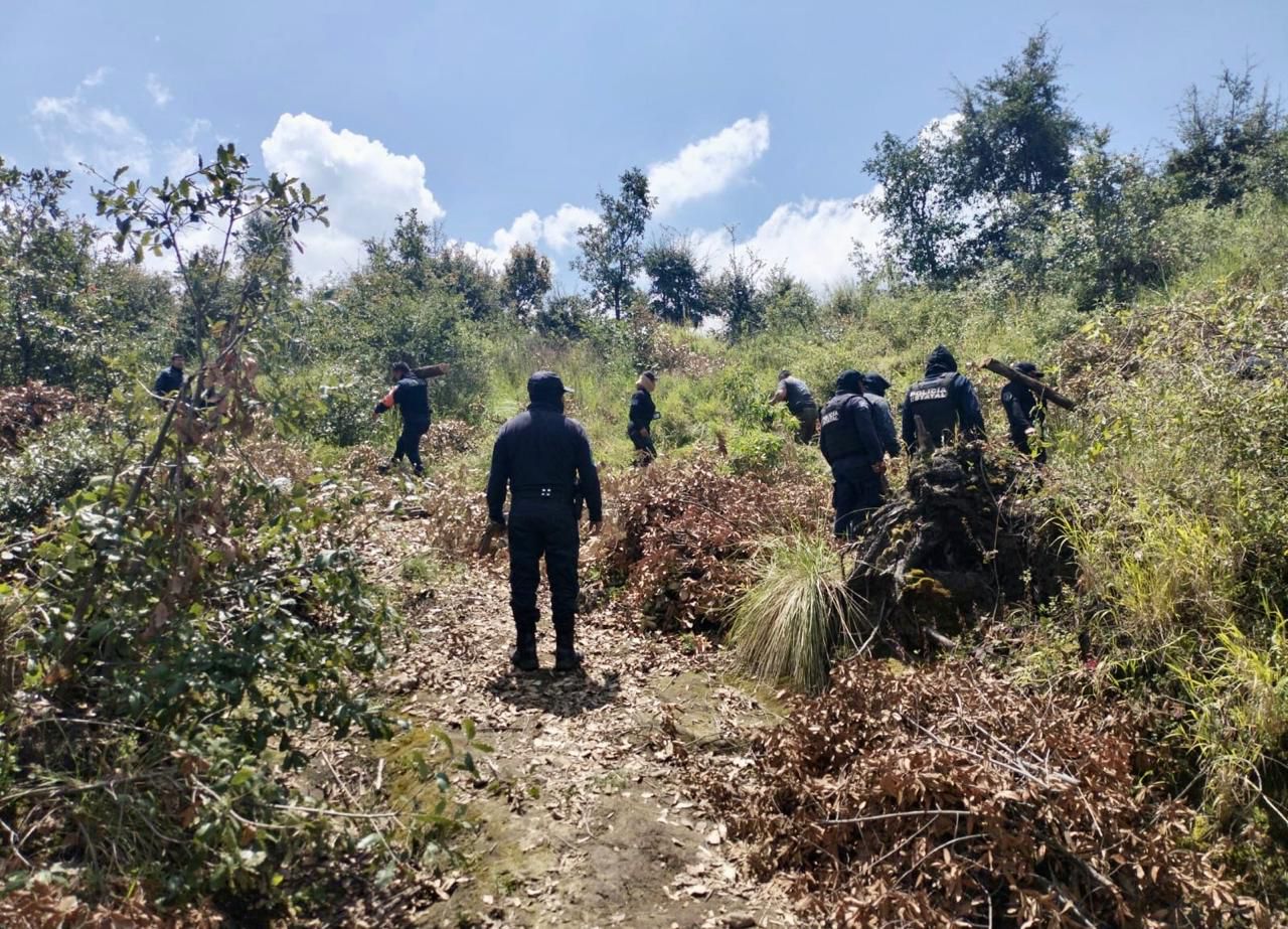 Desmantelan una red de tala ilegal de árboles en La Malinche campo