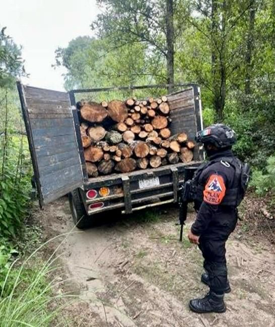 Desmantelan una red de tala ilegal de árboles en La Malinche cargamento