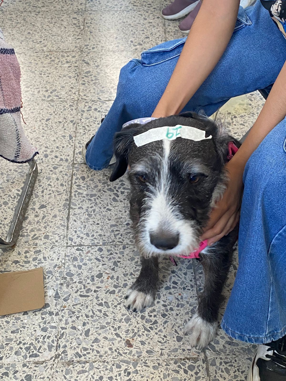 Jornadas de Bienestar Animal en colonias de Puebla promueven conciencia y responsabilidad