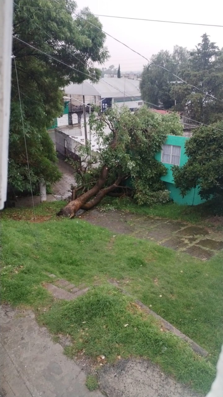 Protección Civil Municipal atiende caída de árboles en Puebla; no se reportan lesionados