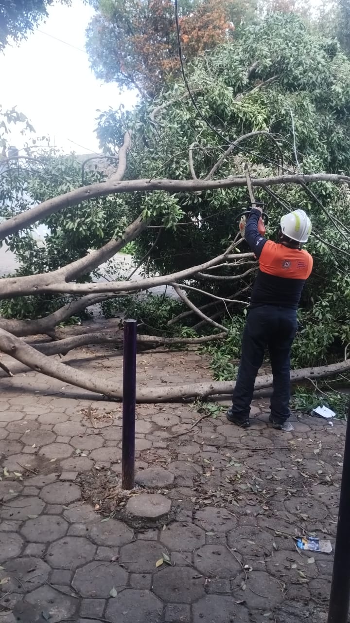 Protección Civil Municipal atiende caída de árboles en Puebla; no se reportan lesionados