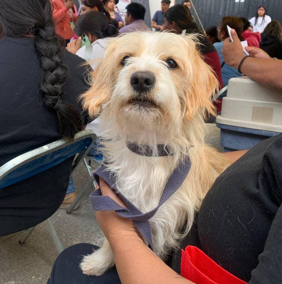 Ayuntamiento de Puebla realiza jornadas de bienestar animal en diversas colonias