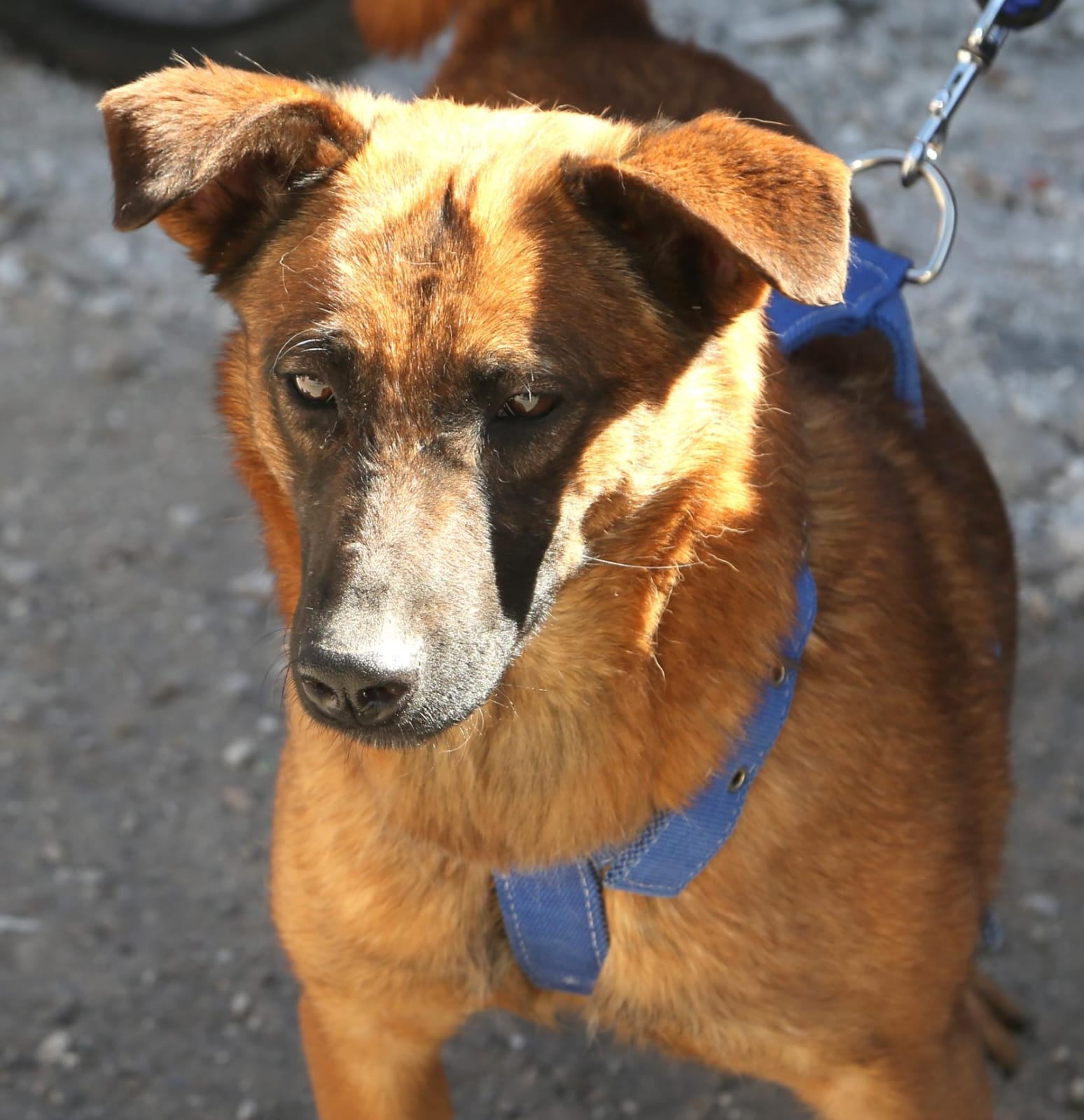 Puebla celebra el Día Municipal de los Animales con jornadas de bienestar mascota