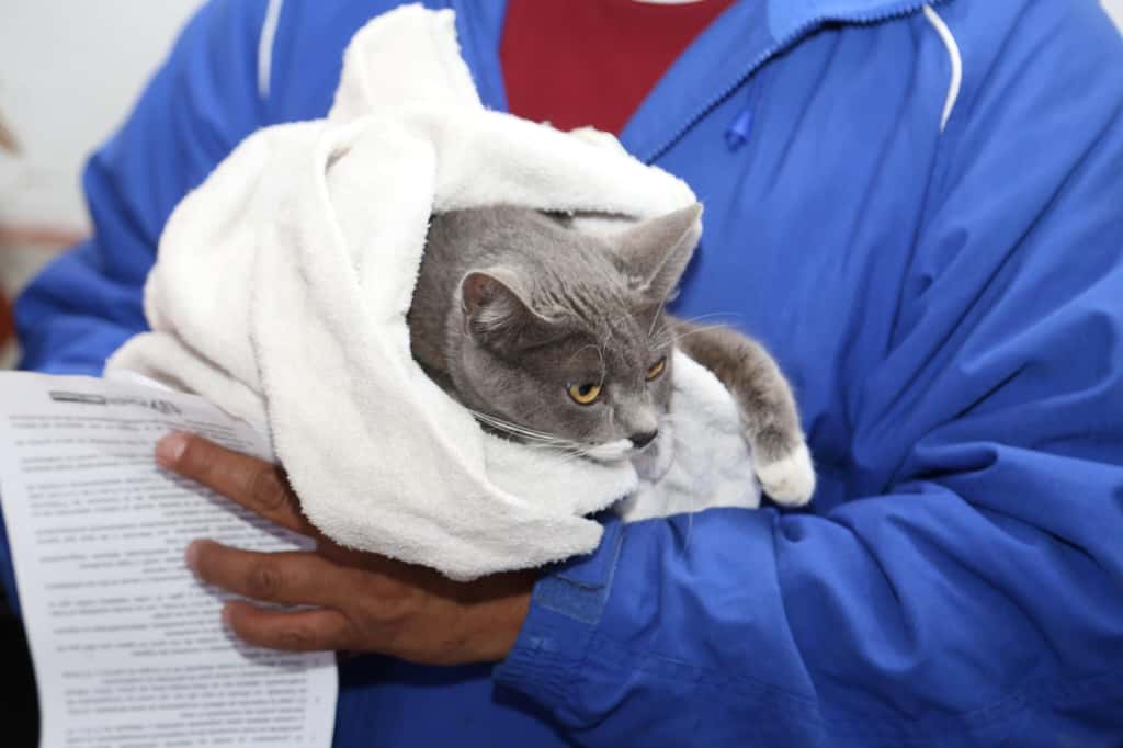 Puebla celebra el Día Municipal de los Animales con jornadas de bienestar perro