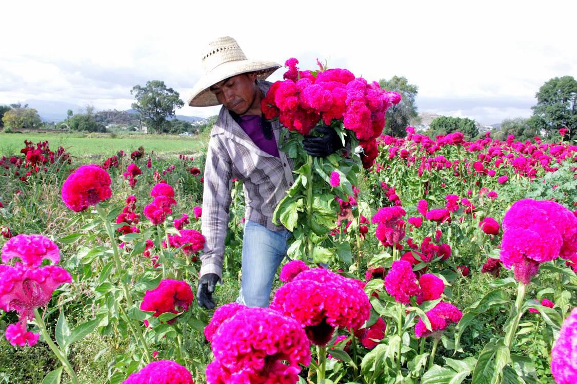 Puebla, líder nacional en producción de flor de Cempasúchil y Terciopelo