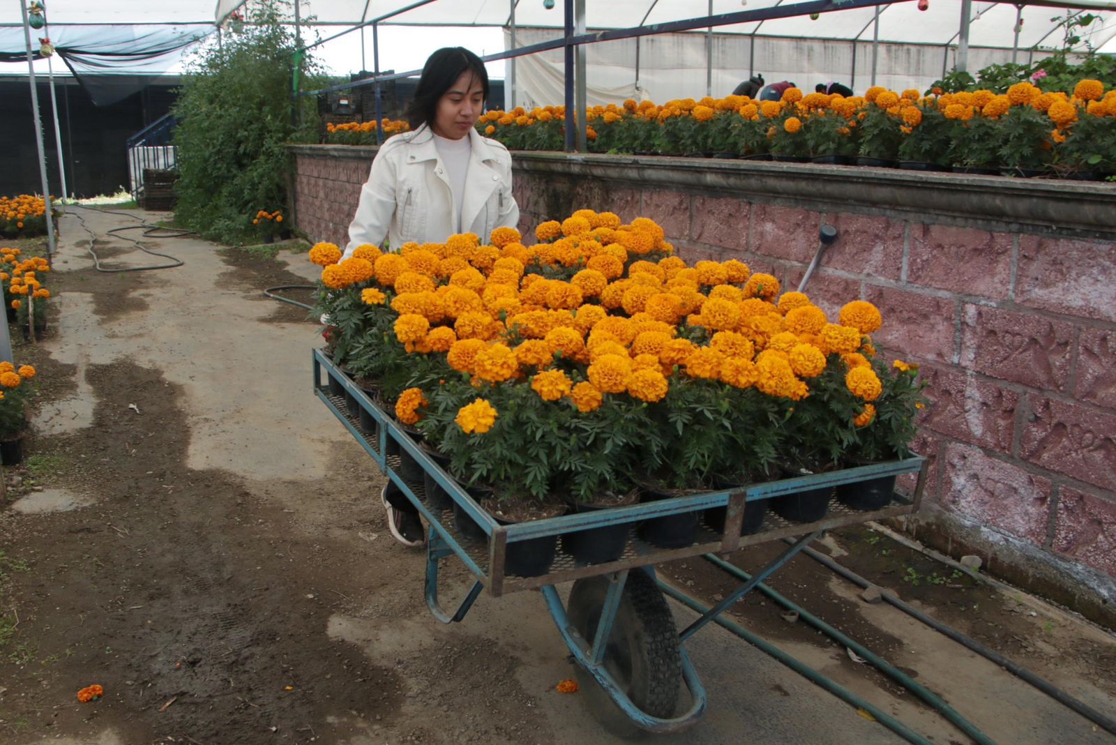 Puebla, líder nacional en producción de flor de Cempasúchil y Terciopelo