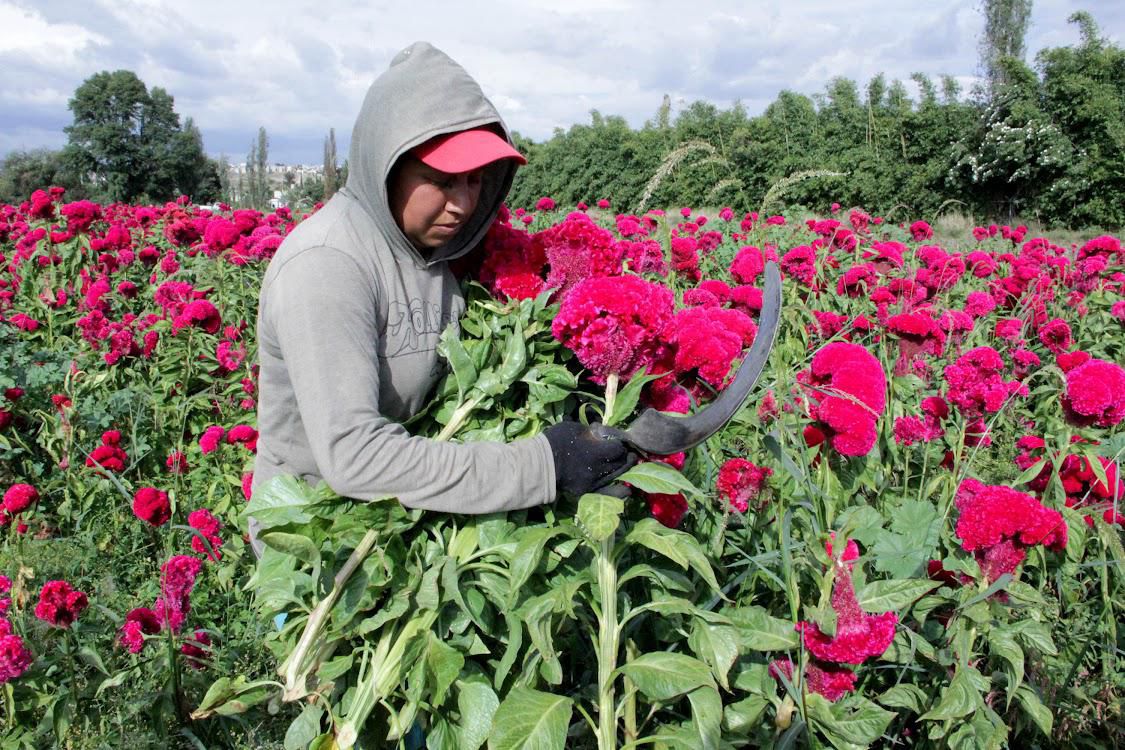 Puebla, líder nacional en producción de flor de Cempasúchil y Terciopelo