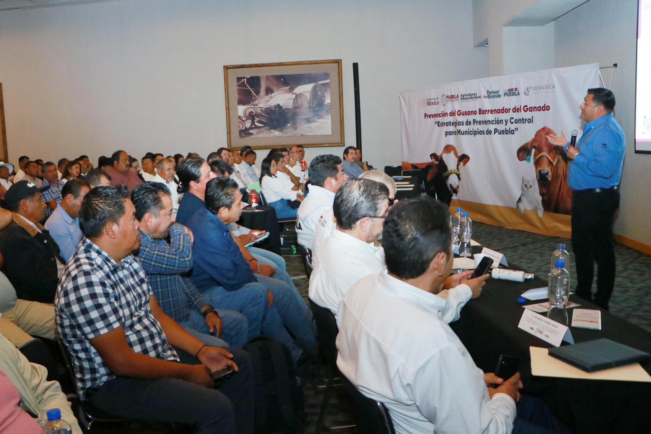 Puebla refuerza vigilancia sanitaria para combatir el Gusano Barrenador