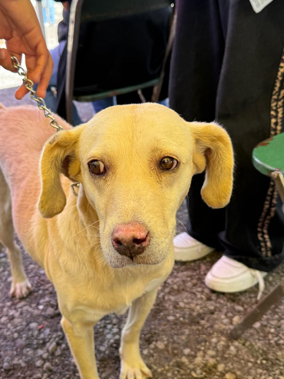 Ayuntamiento de Puebla impulsa Jornadas de Protección Animal en diversas colonias