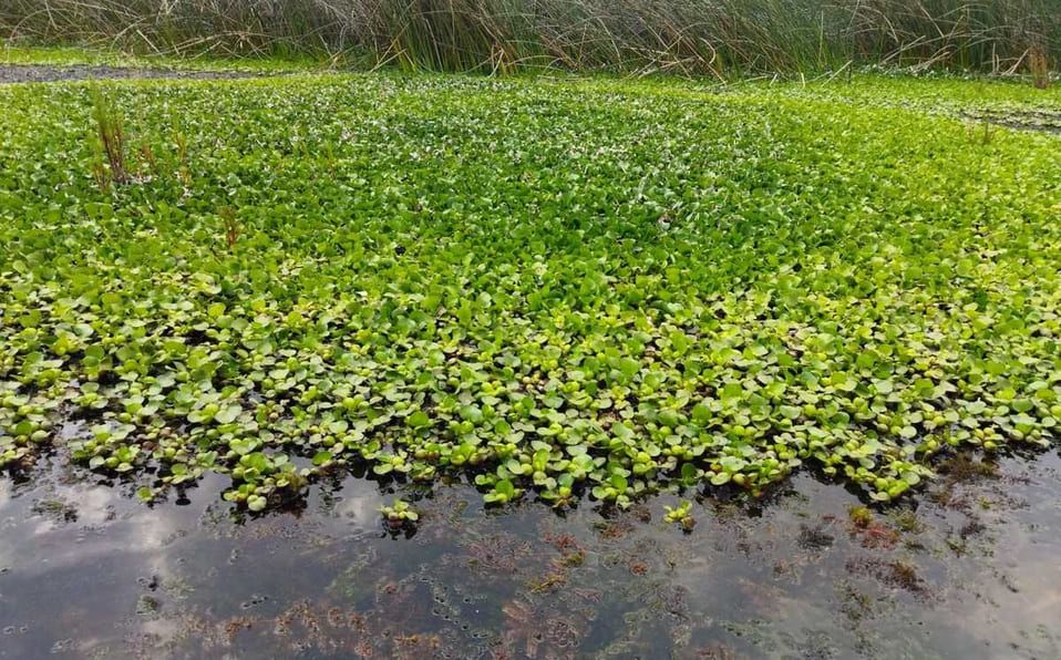 Puebla refuerza saneamiento forestal y ambiental