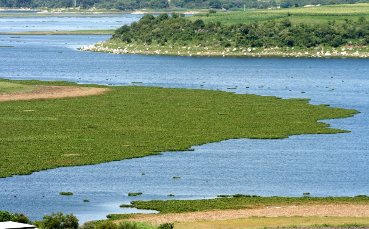 Puebla refuerza saneamiento forestal y ambiental