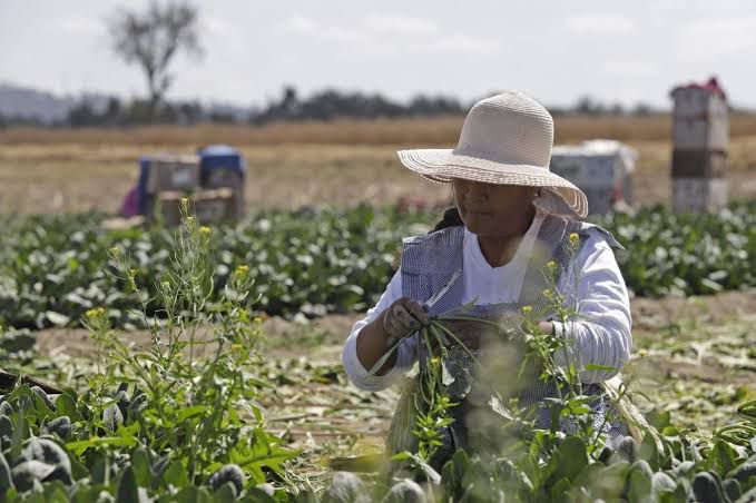 Transforman el campo poblano con inversión histórica y tecnología